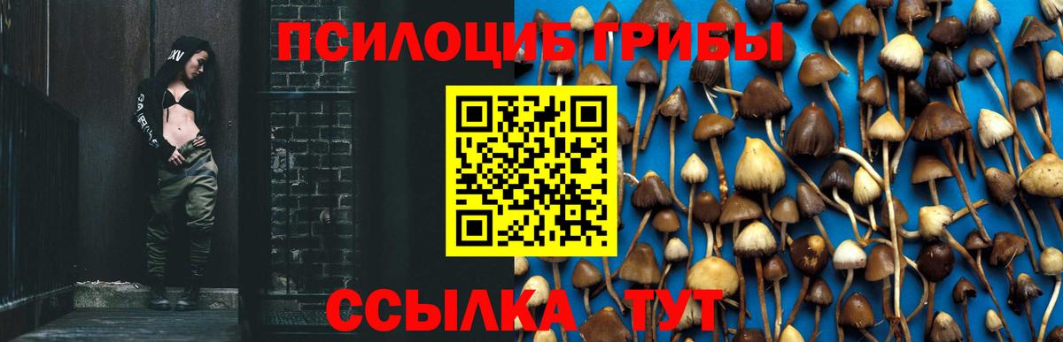 Псилоцибиновые грибы мицелий  Вход с VPN  Галлюциногенные грибы Psilocybe  Тында 